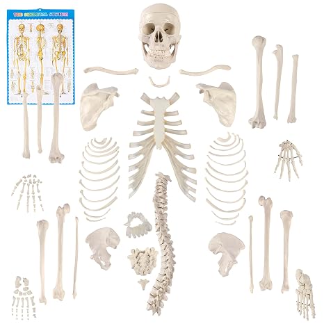 Disarticulated Human Skeleton, Human Skeleton Model for Anatomy, 62 Height | Houseables Anatomy Model, Anatomically Correct, Physiology Bones, Skeletal System, Full Life Size, Anatomical, Study, Class