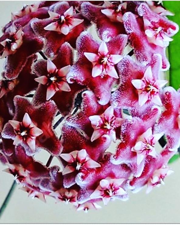 Hoya Pubicalyx Yoğun Kokulu Mum Çiçeği Bitkisi Koleksiyon Serisi