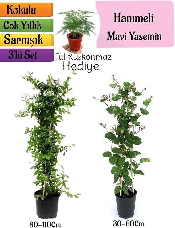 Mavi Yasemin, Hanımeli Çiçeği, Tül Kuşkonmaz 3'lü Peyzaj Seti