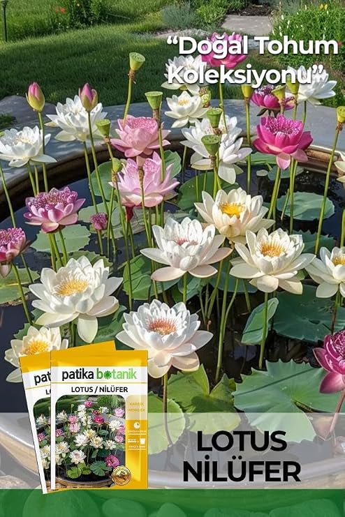 5 Adet Lotus/Nilüfer Çiçek Tohumu