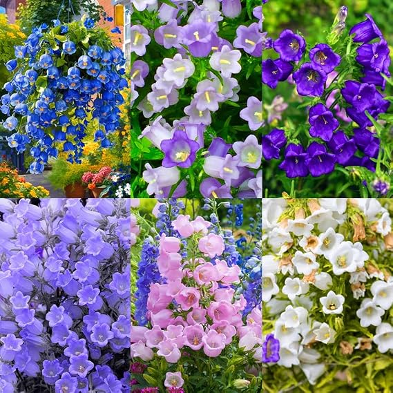 300+Biennial Campanula Canterbury Bells Flower Seeds for Planting Outdoor-Garden Blooms Attracting Pollinators