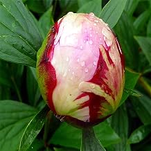 Excellent Display Indoor Perennial Balcony Garden Bulbs Can Be Potted Aromatic, Peony Bulbs, Plant Bulbs, Bulbs Mix, Peony Plant Flowering Rhizome, Peony Bulbs for Planting Now UK, 1bulbs-E