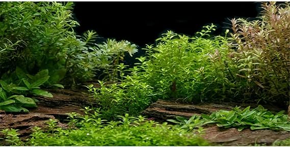 Aquarium Background Aquatic Plant Fish Tank Background Vinyl 24x12 inches