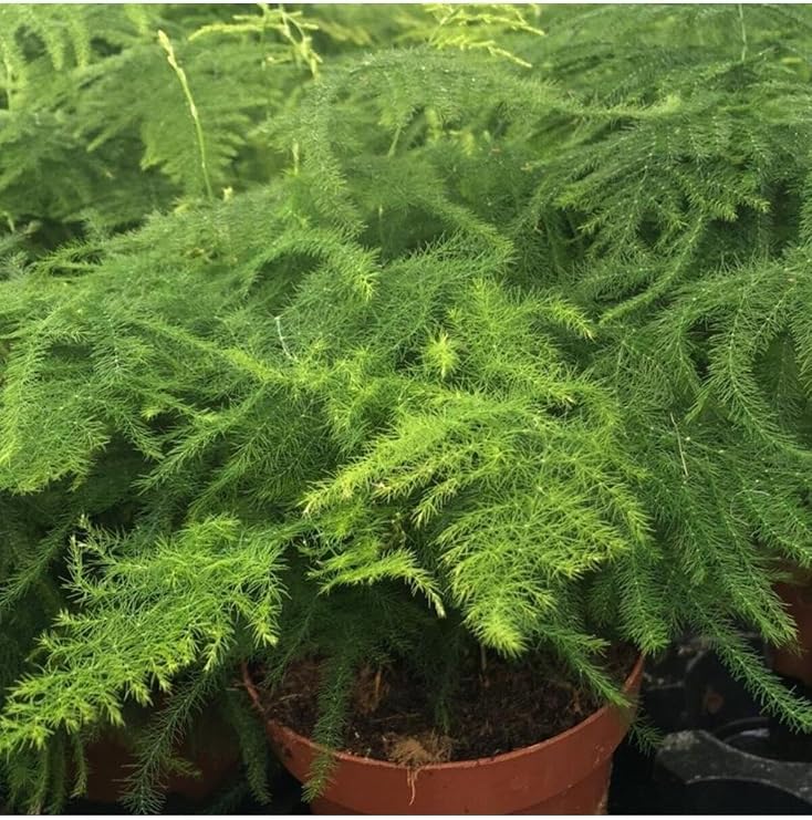 Gardenbox Asparagus Fidanı, Canlı İç Mekan Bitkisi
