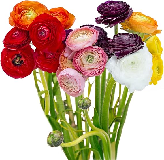 Greenchoice Flowers - Ranunculus, Fresh Cut Flowers, Fresh Flowers for Delivery (60 Stems, Assorted)