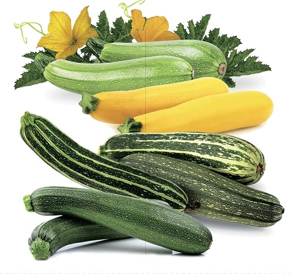 Seeds Zucchini Courgette Squash Summer Mix 35 Days Fast Heirloom Vegetable Non GMO
