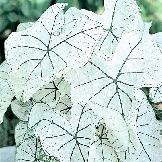 3 Candidum Junior Dwarf Caladium Bulbs - Fancy Leaf Caladium - 3 Caladium Roots