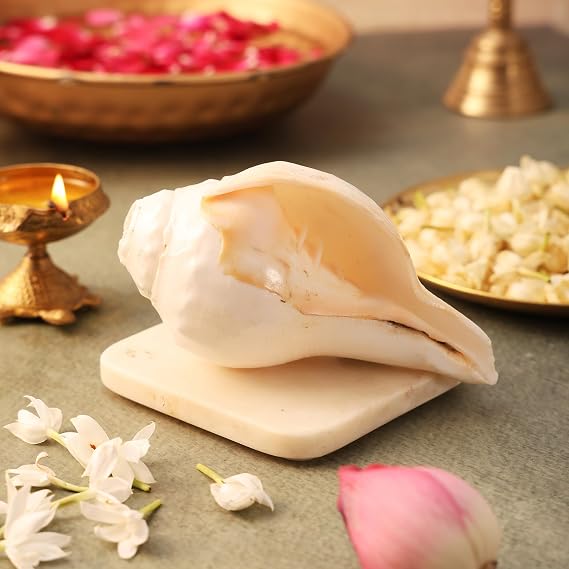 Pujashree Natural Blowing Shankh| Traditional White Conch Shell For Puja And Other Rituals | Invokes Positive Vibrations | Cleanses Aura (Medium)