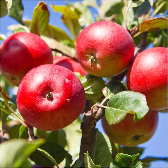 Red Devil Apple/Malus Domestica 'Red Devil' 4-5ft in a 6L Pot 3fatpigs®