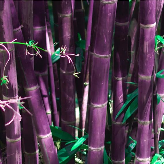 CHUXAY GARDEN Purple Bamboo Seed 200 Seeds Rare Color Bamboo Privacy Screen Bamboo Striking Landscaping Plant