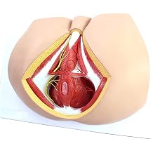 Human Anatomy Science Models, Anatomical Model Of Perineum, Anorectal Model Of The Human Vascular Nerve