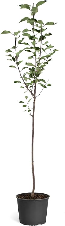 Brighter Blooms - Red Delicious Apple Tree, 4-5 ft. - No Shipping to AK, AZ, CA, HI, ID, OR, WA