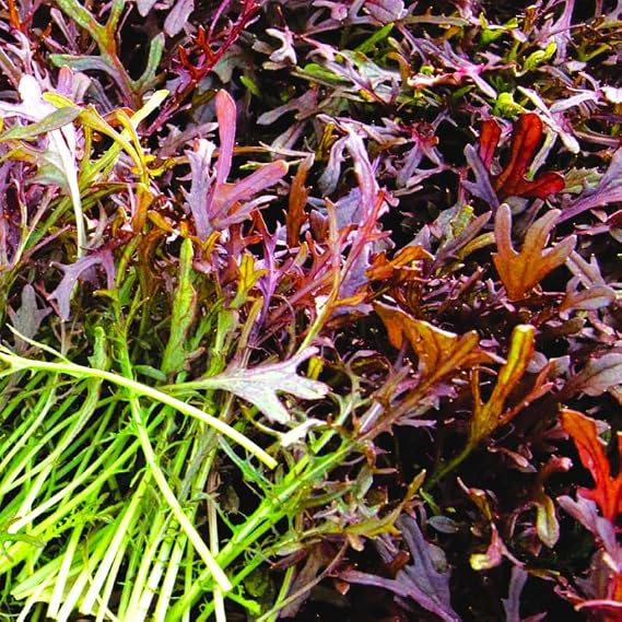TomorrowSeeds - Red Mizuna Mustard Greens Seeds - 4500+ Count - for 2026 Planting Japanese Water Peppergrass Lettuce Asian Chinese Shui CAI Spinach Garden Salad Vegetable Non-GMO Grow Your Own Home