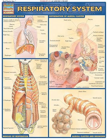 Respiratory System: QuickStudy Laminated Reference Guide (Quick Study: Academic)