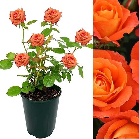 Carbeth Plants Rose Bush Super Trouper in 3L Pot - Floribunda Orange Rose