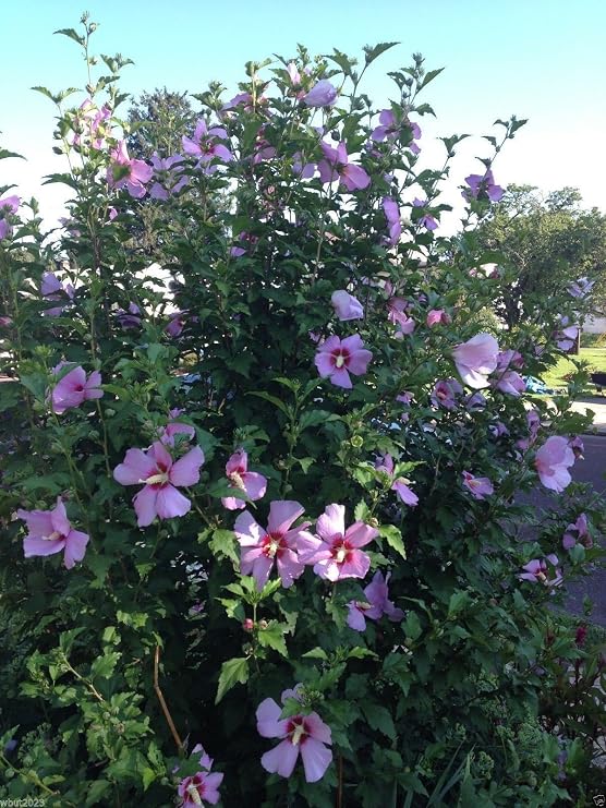 HIBISCUS,Rose of Sharon 50 Seeds (Hibiscus syriacus) -Cold Hardy, Perennial !