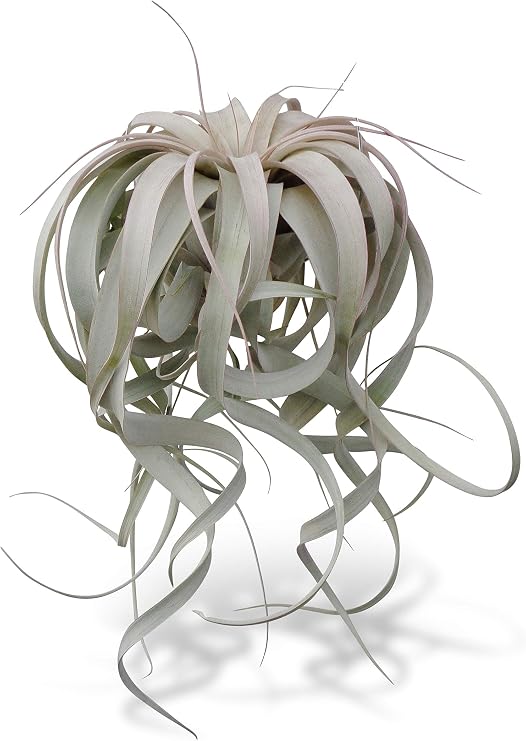 Tillandsia Xerographica Air Plants X-Large