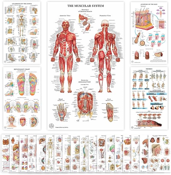 23 Human Anatomy Posters and Charts - 18x30, Medical Posters - Laminated | Science Biology Health Poster for Classroom, Laminated Anatomy Charts, Anatomy and Physiology Posters, Skeletal System Poster