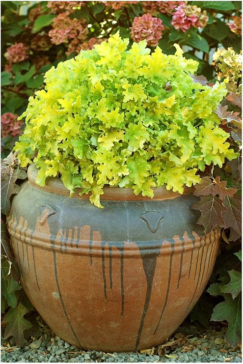 Perennials Gears 3 x Heuchera Hybrid 'Lime Marmalade' Purple Bell