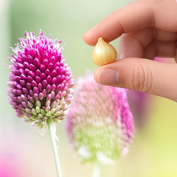 20 Drumstick Allium Sphaerocephalon Bulbs Hardy Perennial Spring Blooming Cottage Garden Flowers for Outdoor Meadow Borders Pots Butterflies Bees Attractive - Pollinator Friendly Bulbs Size 5/6 cm