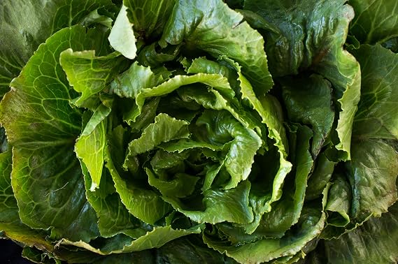 Morris Heading Collards Seeds