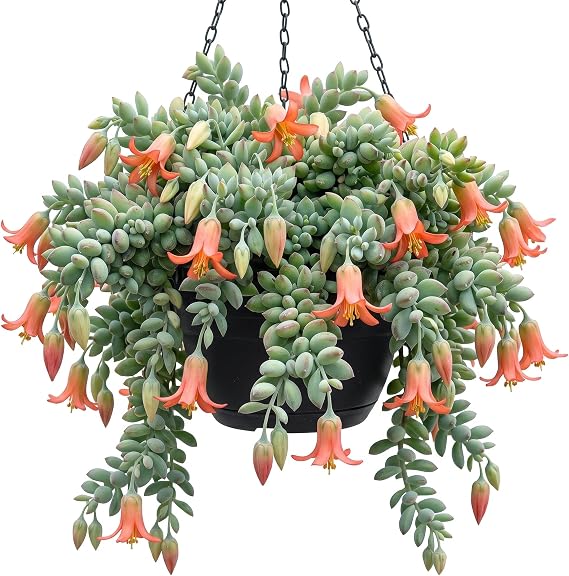 Orange Cotyledon Pendens Plant, Cliff Cotyledon Succulent Plant 2" Pot, Rare Hardy Trailing Succulent