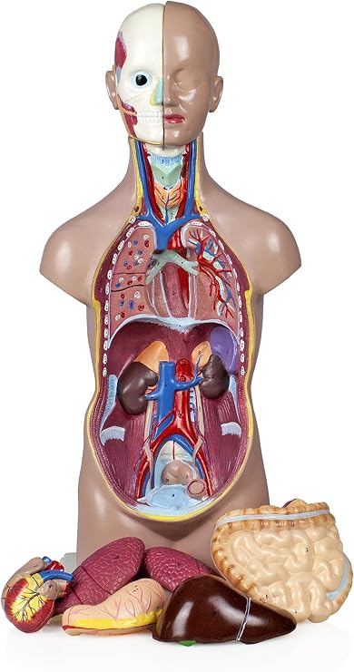 Parco Scientific PB00001 Sexless Human Torso (11 PARTS-50cm)