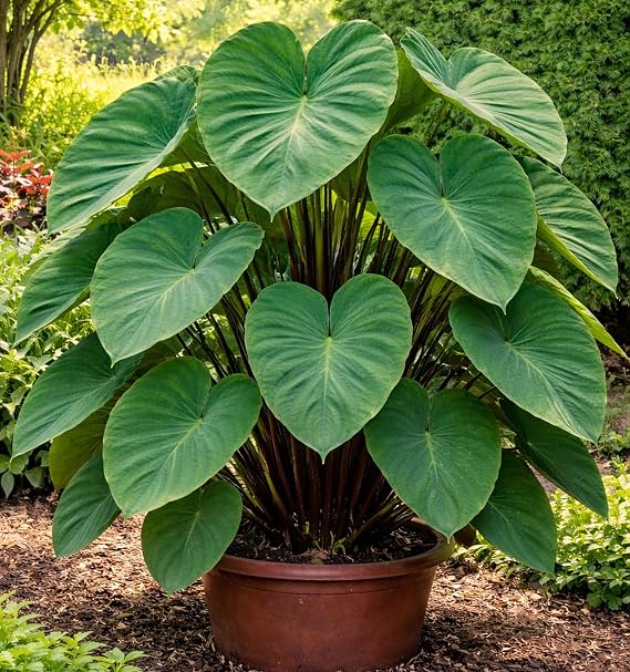 Elephant Ear Bulbs for Planting - Colocasia Large Tropical Elephant Ears for Garden & Containers Fast-Growing Ornamental Bulbs (3 Bulbs)