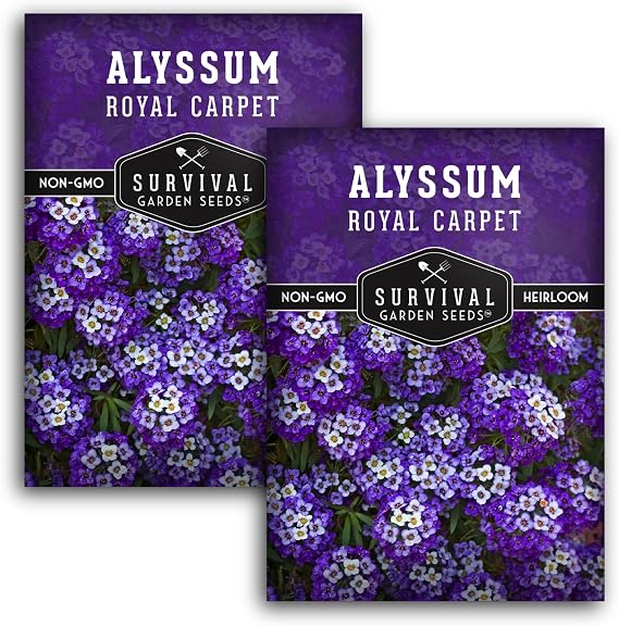 Purple Alyssum Seeds for Planting - Survival Garden Seeds (2 Pack)