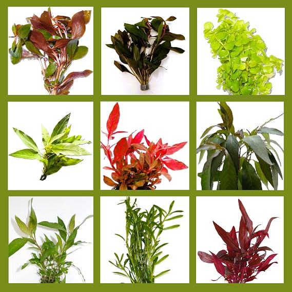 6 Bunches of Beautiful Strong Aquarium Plants - Large Colourful Plant Assortment for a 60 Litre Aquarium Water Plant Set for All Areas Front Middle and Rear