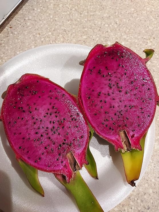 Dragon Fruit (Hylocereus Undatus) Mature Tree Rooted Cuttings, 3 Colors, Red White Purple,Juicy, Ready to Grow for Quick Fruit