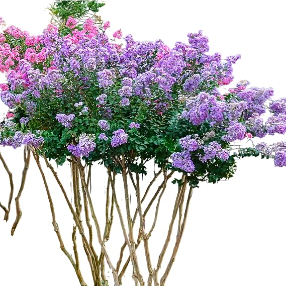 Purple Crape Myrtle Lush Flowering Tree with Vibrant Purple Blooms | Hardy Ornamental for Gardens, Patios & Driveways (7 Gallon/Potted)
