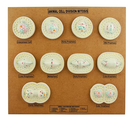 Eisco Labs Animal Cell Mitosis Model