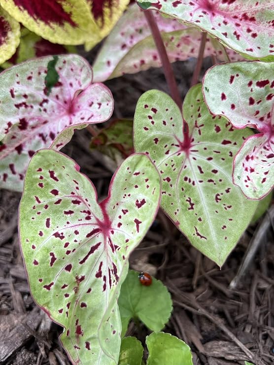 Caladium Miss Muffet (3 Bulbs) - Easy to Grow Indoor Houseplant and Outdoor Perennial Flower Bulb Ready for Planting
