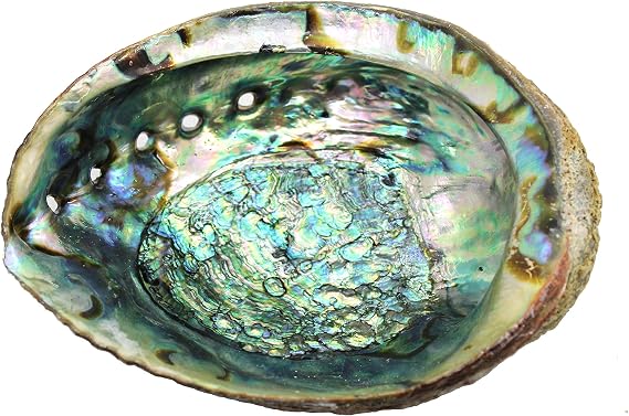 Govinda Hand Selected Abalone Shell (6 Inches)
