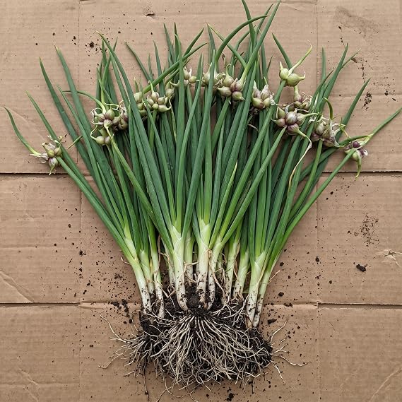 5 Egyptian Walking Onions Bulbs Tree Onion Walking Onions Cluster, Small Bulbs
