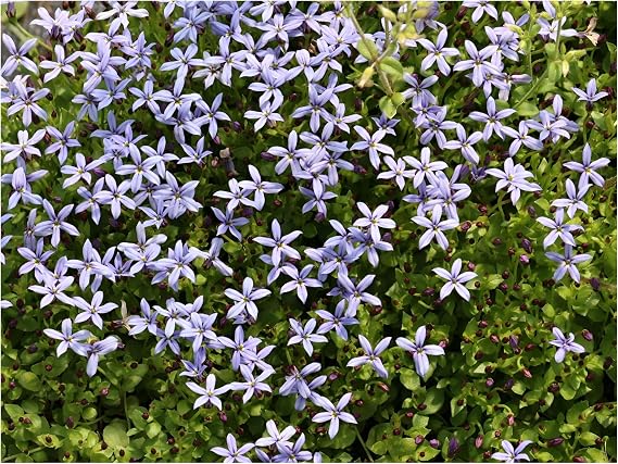Perennial aisles 10 x Isotoma fluviatilis 'dark blue' hardy