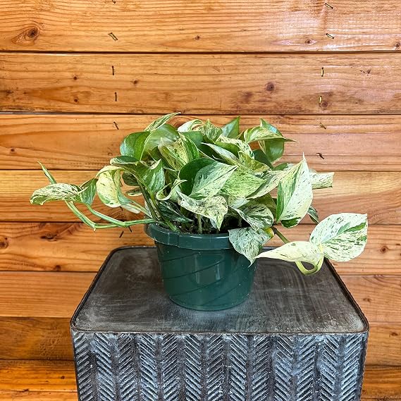 Pothos Marble Queen, 6" Plant